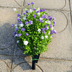 🌿 Dreper du også alle planter? Få perfekt, evig grønn luksus som ALDRI visner!